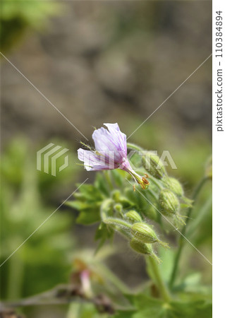 Bearded cranesbill Bearded cranesbill 110384894