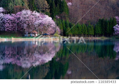 [Spring in Shinshu] Oyamazakura at Lake Nakatsuna [Nagano Prefecture] 110385433