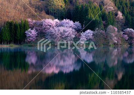 [Spring in Shinshu] Oyamazakura at Lake Nakatsuna [Nagano Prefecture] 110385437