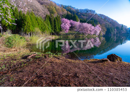 [信州的春天]中綱湖的大山櫻[長野縣] 110385453