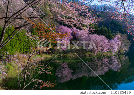 [信州的春天]中綱湖的大山櫻[長野縣] 110385459