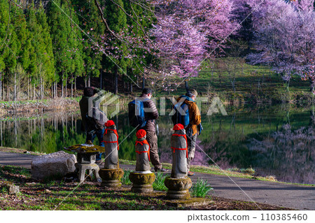[信州的春天]中綱湖的大山櫻[長野縣] 110385460
