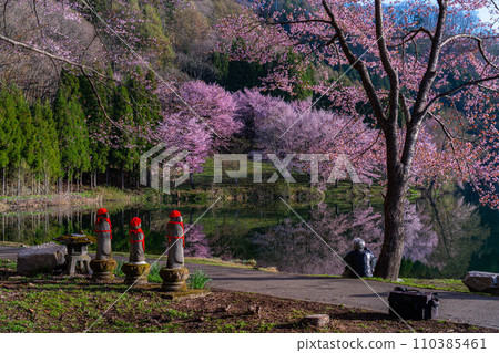 [Spring in Shinshu] Oyamazakura at Lake Nakatsuna [Nagano Prefecture] 110385461