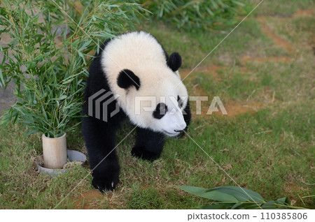 Yuhama taking a walk 110385806