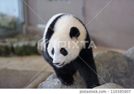 Yuhama taking a walk 110385807