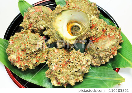 Lively Sazae 110385861