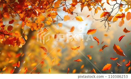 Yellow leaves falling in autumn garden 110386253