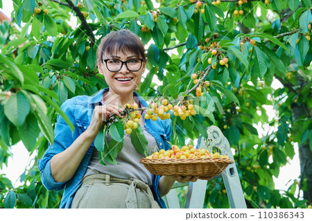 Smiling woman with basket of fresh yellow cherries near cherry tree in summer garden 110386343
