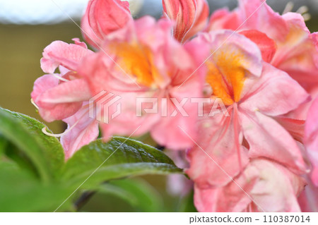 splendid pink-peach azalea blossom in garden. extreme macro shot splendid pink-peach azalea blossom in garden. extreme macro shot 110387014