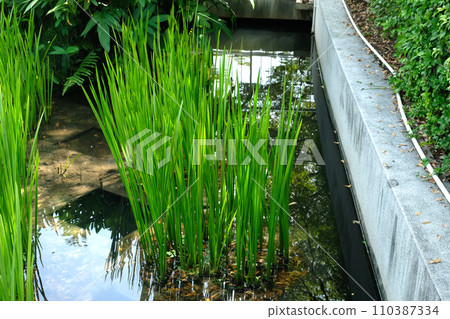 grass-leaf sweet flag grass-leaf sweet flag 110387334