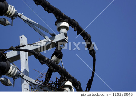 喜鵲棲息在電話桿巢和電線上 喜鵲棲息在電話桿巢和電線上 110388046