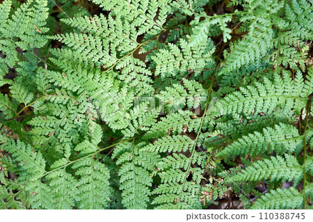 [Background material] Ferns growing in clusters on the mountain path 110388745