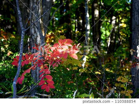 Sapporo October autumn image: A branch with red leaves bathed in sunlight filtering through the trees Sapporo October autumn image: A branch with red leaves bathed in sunlight filtering through the trees 110388854