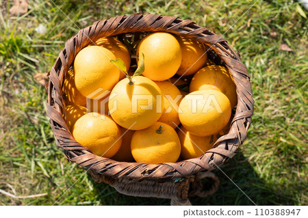 Harvested Hassaku mandarin oranges full of baskets 110388947