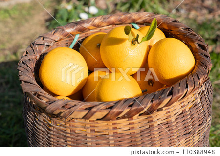 Harvested Hassaku mandarin oranges full of baskets 110388948