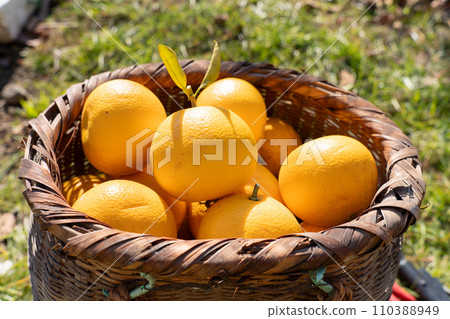 Harvested Hassaku mandarin oranges full of baskets 110388949