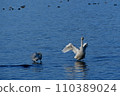 琵琶湖的天鵝 110389024
