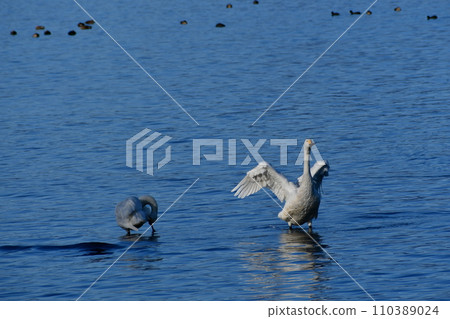 琵琶湖的天鵝 110389024