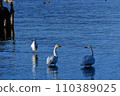 琵琶湖的天鵝 110389025