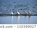 琵琶湖的天鵝 110389027