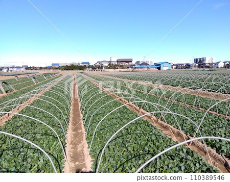 A spinach field with pillars in winter in the suburbs A spinach field with pillars in winter in the suburbs 110389546