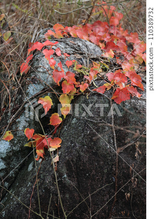 常春藤秋葉(天然石) 常春藤秋葉(天然石) 110389732