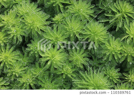 Giant sardine that covers the water surface (Japan's worst 100 invasive alien species) 110389761