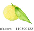 Watercolor painting of yuzu fruit 110390122