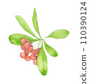 red fruit watercolor 110390124
