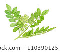 Watercolor painting of Japanese pepper fruit 110390125