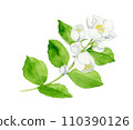 watercolor painting of sycamore flowers 110390126