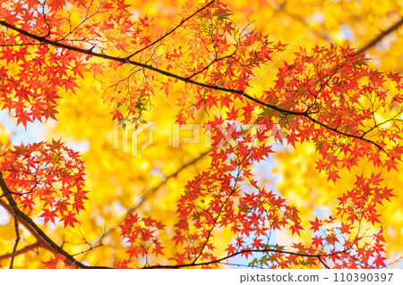 宮崎縣國富町法華竹公園的秋葉 宮崎縣國富町法華竹公園的秋葉 110390397