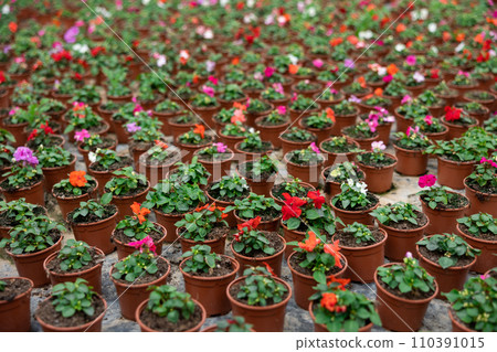 Large quantity of garden pots with colorful waller's balsamine placed on the ground Large quantity of garden pots with colorful waller's balsamine placed on the ground 110391015