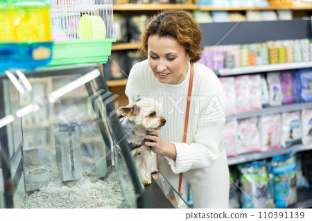 Woman with Yorkshire terrier curiously examines aquarium with hamsters in pet store Woman with Yorkshire terrier curiously examines aquarium with hamsters in pet store 110391139