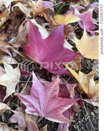 dry leaf on the ground maple dry leaf on the ground maple 110391557