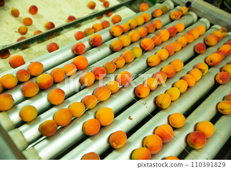 Apricots on line of automatic sorting Apricots on line of automatic sorting 110391829
