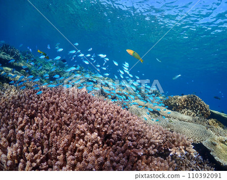 Coral and blue sea and fish Coral and blue sea and fish 110392091