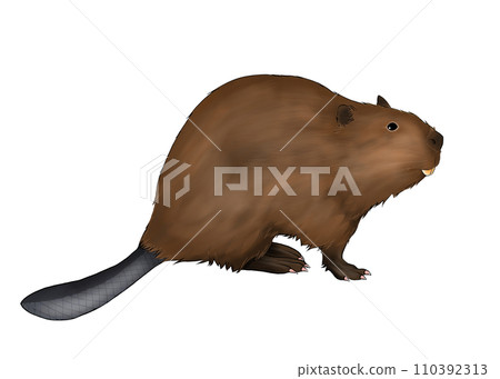 現實的海狸圖 110392313