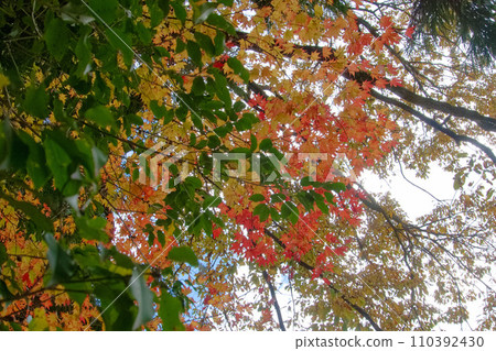 Autumn leaves and evergreen leaves that cover the leaves 110392430