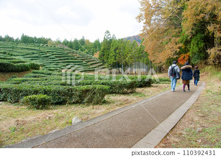 People returning along the tea plantation promenade after viewing autumn leaves 110392431