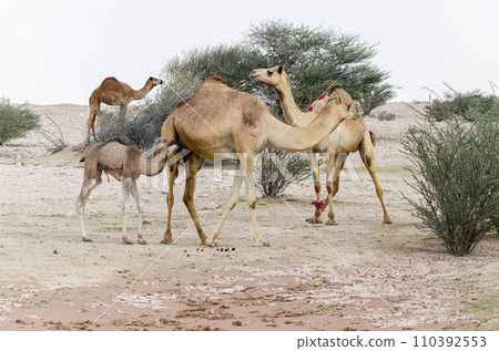 Camels grazing in the desert Camels grazing in the desert 110392553
