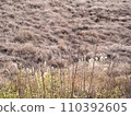 雜草莖和棕色枯草的直線景觀 110392605