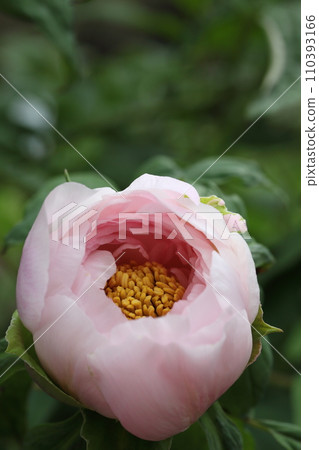 洋蔥和牡丹花 洋蔥和牡丹花 110393166