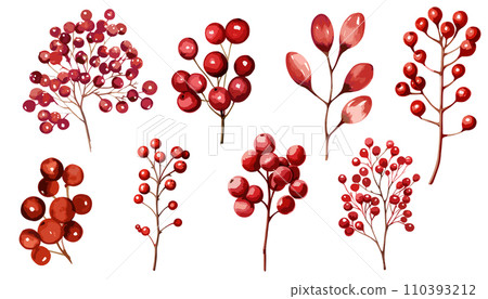 紅堅果的水彩插圖 110393212