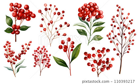 watercolor illustration of red berries 110393217