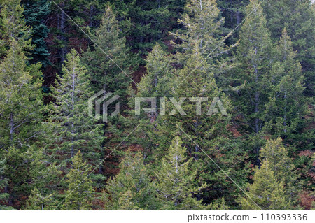 Healthy green trees in a forest of old spruce, fir and pine trees in wilderness of a Rocky Mountain national park. Steep slope. Sustainable forestry, ecosystem and healthy environment concepts and Healthy green trees in a forest of old spruce, fir and pine trees in wilderness of a Rocky Mountain national park. Steep slope. Sustainable forestry, ecosystem and healthy environment concepts and 110393336