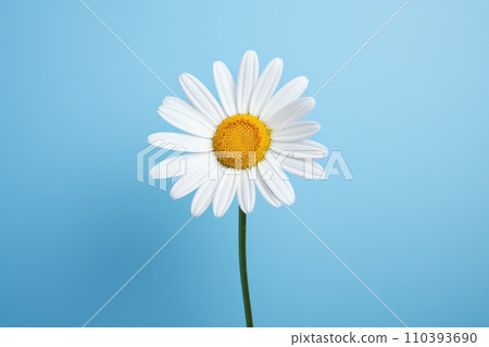 AI-generated content. Blue chamomile background summer blossom daisy nature white plant petal flower yellow beauty spring 110393690