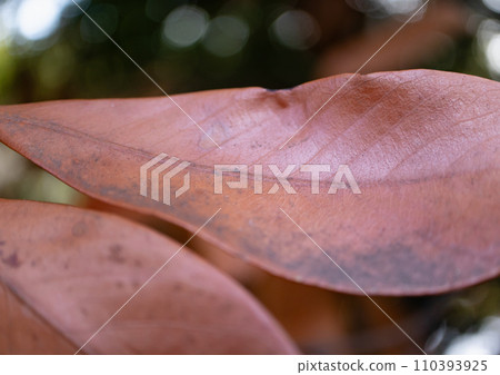 Oi Wharf, Tokyo, park, nature, tree, outdoor, winter, spruce, nut, plant Oi Wharf, Tokyo, park, nature, tree, outdoor, winter, spruce, nut, plant 110393925