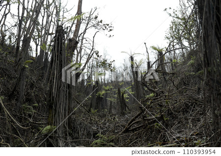 Mystical atmosphere in a destroyed forest on a volcano after an ash eruption. The dead jungle with bare tree trunks and palm trees on the mountain is covered with clouds or fog. Mystical atmosphere in a destroyed forest on a volcano after an ash eruption. The dead jungle with bare tree trunks and palm trees on the mountain is covered with clouds or fog. 110393954