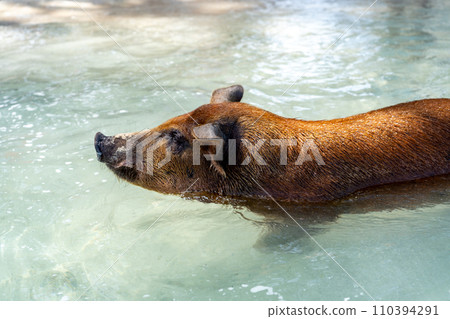 游泳豬巴哈馬 游泳豬巴哈馬 110394291